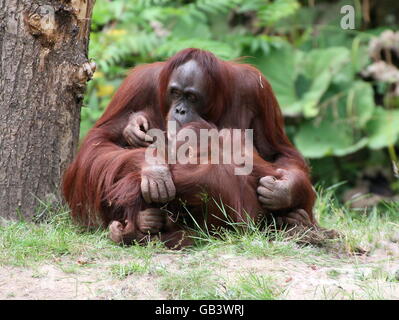 Mutter Bornean Orang-Utans (Pongo Pygmaeus) namens Josje hält ihren Sohn Kesatu im Zoo Apenheul Primate, Apeldoorn, Niederlande Stockfoto