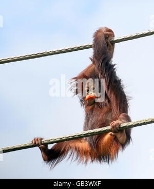 Young Bornean Orang-Utans (Pongo Pygmaeus) hoch in die Luft, während des Essens einer Karotte von ein paar Seile hängen Stockfoto