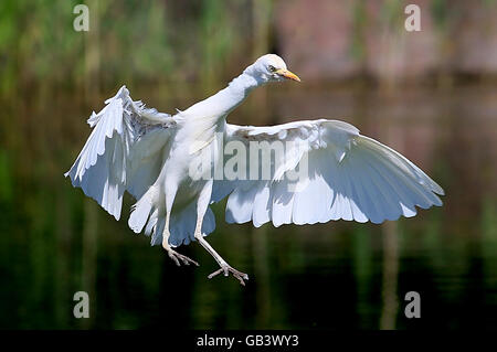 eingehenden europäischen Kuhreiher (Bubulcus Ibis) im Flug, kurz vor dem Aufsetzen Stockfoto