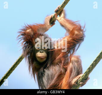 Juvenile Bornean Orang-Utans (Pongo Pygmaeus) hoch oben hängen an einem Seil nach unten Stockfoto