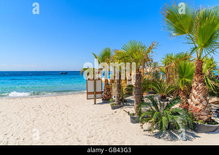 Palmen auf Palombaggia Strand, Korsika, Frankreich Stockfoto