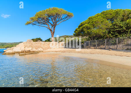 Berühmte Kiefer auf Palombaggia Strand, Korsika, Frankreich Stockfoto