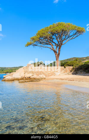 Berühmte Kiefer auf Palombaggia Strand, Korsika, Frankreich Stockfoto