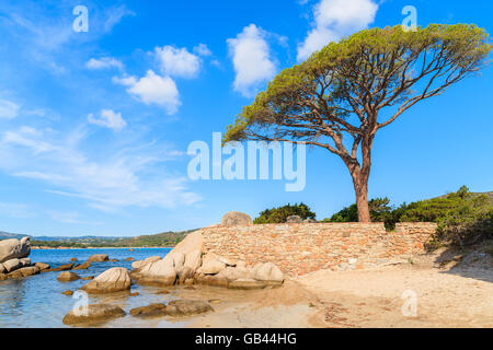 Berühmte Kiefer auf Palombaggia Strand, Korsika, Frankreich Stockfoto