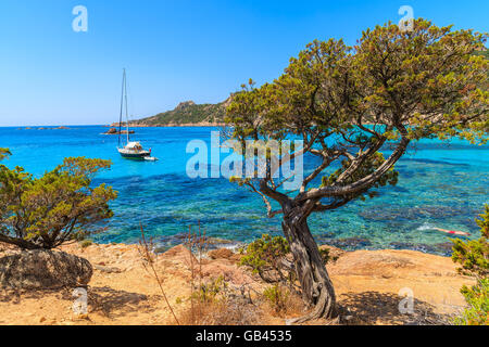 Kiefer im Meer, die Bucht in der Nähe von Roccapina Strand, Korsika, Frankreich Stockfoto