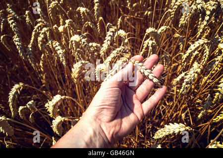 Ähren in der Hand der Bauern. Ernte-Konzept. Stockfoto