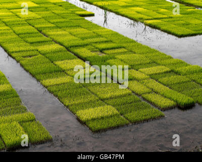 Reis Setzlinge, Gyeongju, Provinz Gyeongsangbuk-Do, Südkorea, Asien Stockfoto