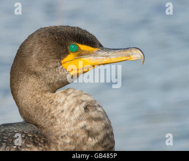 Doppel-crested Kormoran aus nächster Nähe Stockfoto