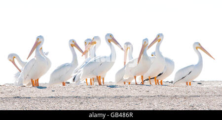 Ein Schwarm weißer Pelikane Stockfoto