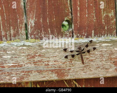 Eine weibliche Libelle, ein 12-spotted Skimmer (Libellula Pulchella), hockt auf der Seite einen Zaun. Stockfoto