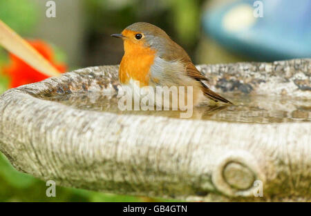 Ein Rotkehlchen nimmt ein Bad in einem Garten in Stockport. Stockfoto