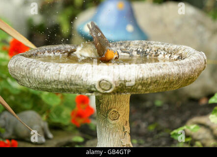 Ein Rotkehlchen nimmt ein Bad in einem Garten in Stockport. Stockfoto