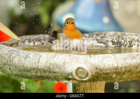 Tiere-Robin Stockfoto