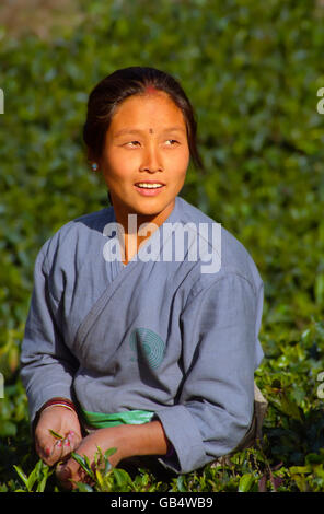 Frau Teeblätter Ernte, Happy Valley Tea Estate, Darjeeling, Indien, Asien Stockfoto