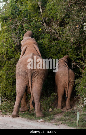 Elefant (Loxodonta Africana) und Kalb, Surfen, Kariega Game Reserve, Südafrika Stockfoto