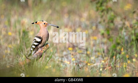 Wiedehopf (Upupa Epops) mit Beute im Schnabel, Nahrungssuche, Sachsen-Anhalt, Deutschland Stockfoto