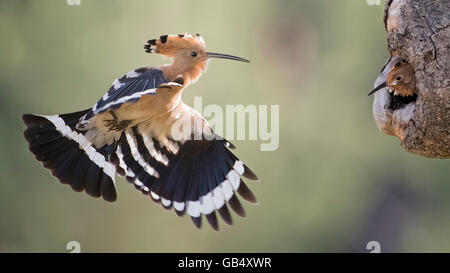 Wiedehopf (Upupa Epops) zufliegen Jungvogel in Baumhöhle, Fütterung, Sachsen-Anhalt, Deutschland Stockfoto