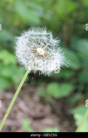 Ein toter Löwenzahn im Morton Arboretum in Lisle, Illinois, USA Stockfoto