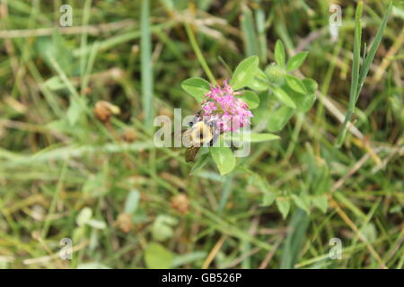 Eine Biene, die Fütterung auf eine Blume am Morton Arboretum in Lisle, Illinois, USA Stockfoto