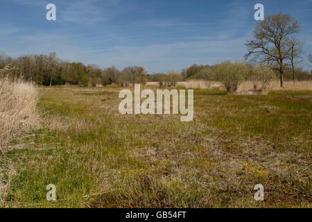 Blick auf die Natur Upton Fen reservieren, Norfolk, England, Vereinigtes Königreich Stockfoto