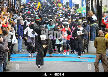 Der große Gorilla-Lauf Stockfoto