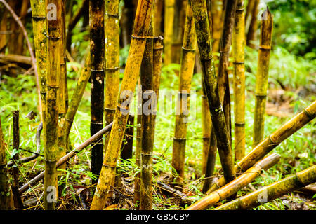 Dies ist eine Momentaufnahme der einige Bambus, die in einem Dschungel auf den Philippinen getroffen wurde. Stockfoto