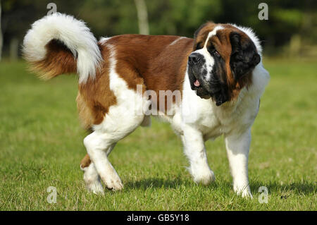 Benson die Bernhardiner Stockfoto