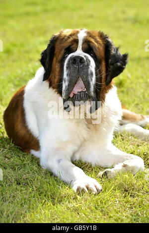 Benson, der hl. Bernhard. Benson, ein drei Jahre alter St. Bernard im Ferne Animal Sanctuary in Somerset. Stockfoto