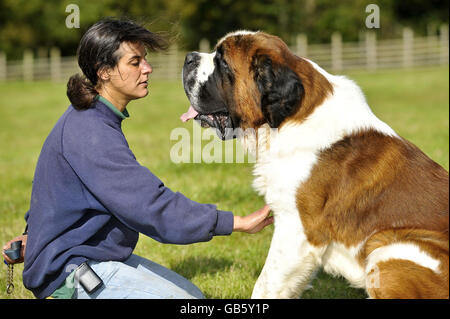 Benson, ein dreijähriger St. Bernard mit der Pflegekraft von Ferne Animal Sanctuary Tara Nirulaat. Stockfoto