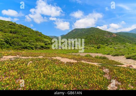 Wiese mit Blumen im Sommer Berglandschaft der Insel Korsika, Frankreich Stockfoto
