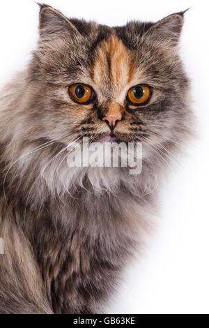 Ein Schuss von eine schöne Puppe-faced Perser Chinchilla-Katze auf einem weißen Hintergrund. Stockfoto