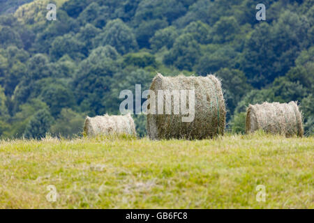 Frisch geschnitten und Ballen Rundballen Heu Stockfoto