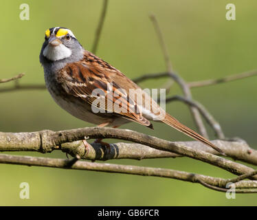 weiß – Throated Spatz (Zonotrichia Albicollis) Stockfoto