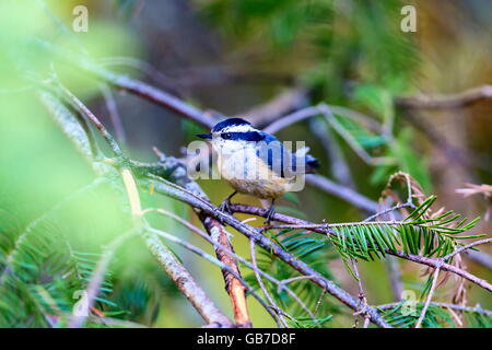 Red Brested Kleiber tief im borealen Wald in Nord Quebec Kanada. Diese Vögel suchen eifrig die Bäumen für Insekten und Larven. Stockfoto