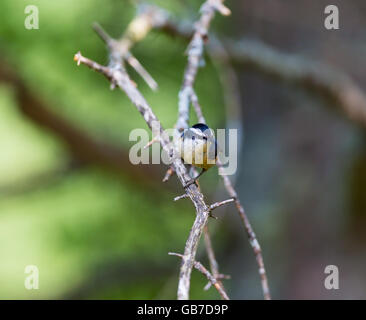 Red Brested Kleiber tief im borealen Wald in Nord Quebec Kanada. Diese Vögel suchen eifrig die Bäumen für Insekten und Larven. Stockfoto