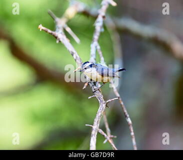 Red Brested Kleiber tief im borealen Wald in Nord Quebec Kanada. Diese Vögel suchen eifrig die Bäumen für Insekten und Larven. Stockfoto