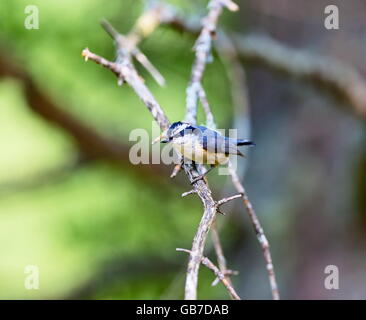 Red Brested Kleiber tief im borealen Wald in Nord Quebec Kanada. Diese Vögel suchen eifrig die Bäumen für Insekten und Larven. Stockfoto