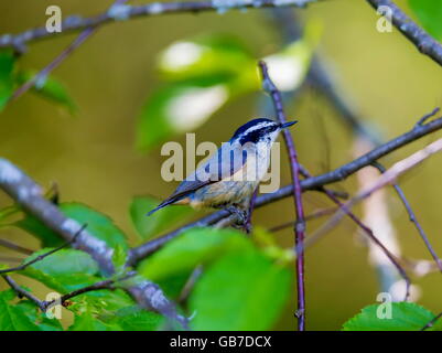 Red Brested Kleiber tief im borealen Wald in Nord Quebec Kanada. Diese Vögel suchen eifrig die Bäumen für Insekten und Larven. Stockfoto