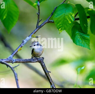 Red Brested Kleiber tief im borealen Wald in Nord Quebec Kanada. Diese Vögel suchen eifrig die Bäumen für Insekten und Larven. Stockfoto