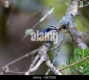 Red Brested Kleiber tief im borealen Wald in Nord Quebec Kanada. Diese Vögel suchen eifrig die Bäumen für Insekten und Larven. Stockfoto