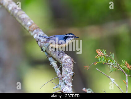 Red Brested Kleiber tief im borealen Wald in Nord Quebec Kanada. Diese Vögel suchen eifrig die Bäumen für Insekten und Larven. Stockfoto