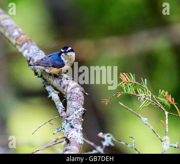 Red Brested Kleiber tief im borealen Wald in Nord Quebec Kanada. Diese Vögel suchen eifrig die Bäumen für Insekten und Larven. Stockfoto