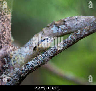 Red Brested Kleiber tief im borealen Wald in Nord Quebec Kanada. Diese Vögel suchen eifrig die Bäumen für Insekten und Larven. Stockfoto