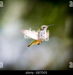 Ruby Throated Kolibri im borealen Wald im nördlichen Quebec nach langen Migration im Norden. Stockfoto