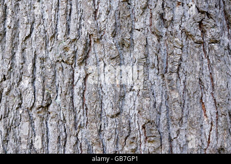 In der Nähe von Reifen Himalaya Zeder oder deodar Cedar Tree Bark, Vancouver, BC, Kanada Stockfoto