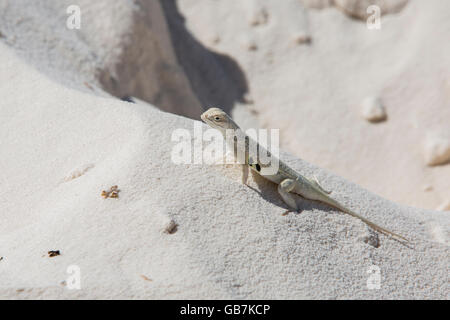Earless Lizard in White Sands National Monument New Mexico Stockfoto