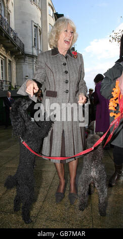 Die Herzogin von Cornwall lacht als 'Held' der Pudel springt während einer Wohltätigkeitsfeier des nepalesischen 'Day of the Dog' im Garten der Royal Over Seas League in London auf. Stockfoto