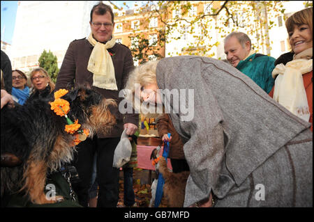 Herzogin startet Hund zu Fuß Stockfoto