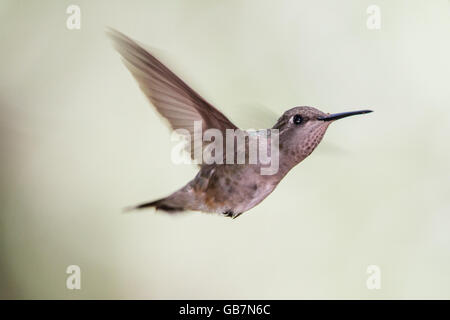 Weiblicher schwarzer-chinned Kolibri im Flug an der Orchard Inn - Vanderpool, Texas USA Stockfoto