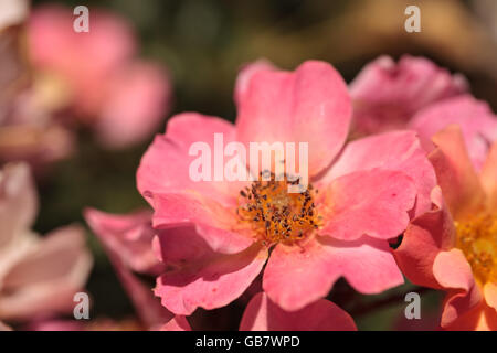 Glücklich Chappy rosa Aprikose Rose, Rosa, Blume blüht als Bodendecker in einem botanischen Garten im Sommer Stockfoto